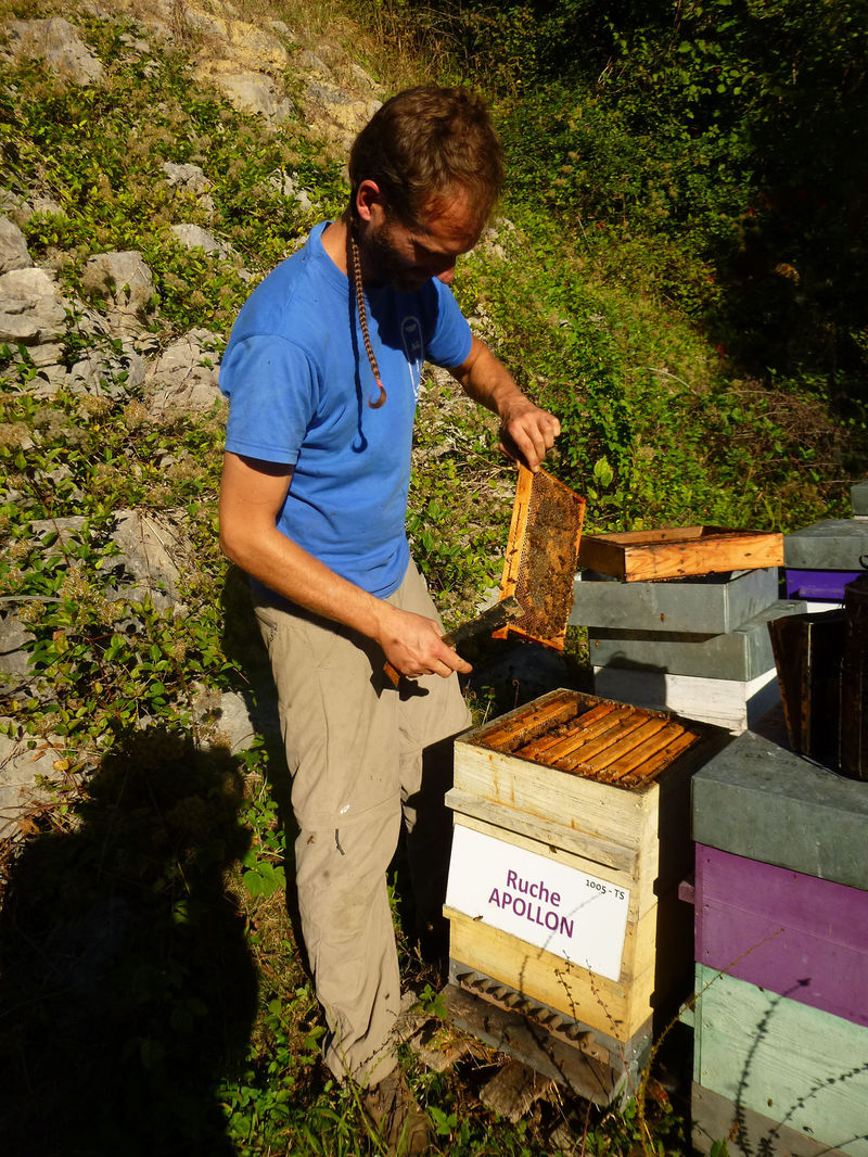 La ruche Apollon