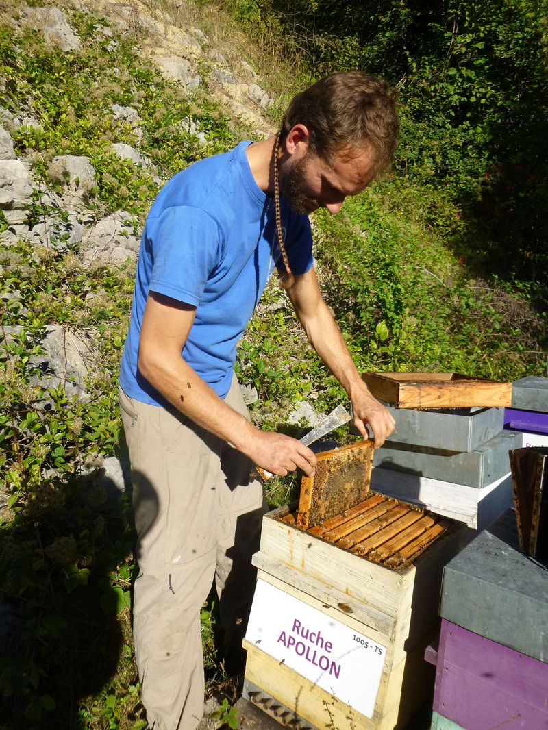 La ruche Apollon