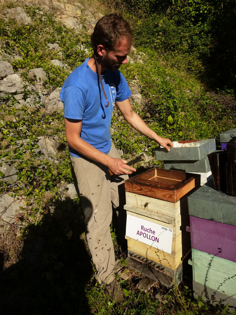 La ruche Apollon