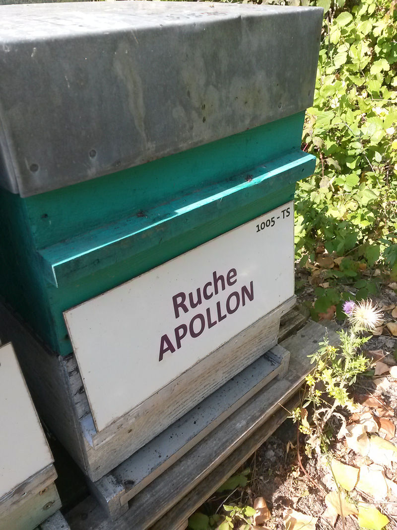 La ruche Apollon