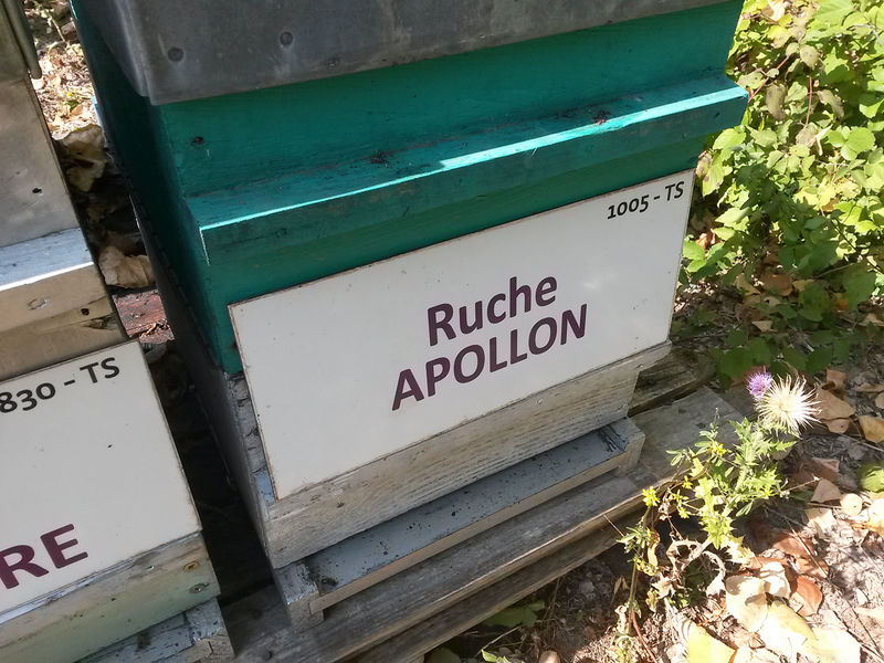 La ruche Apollon