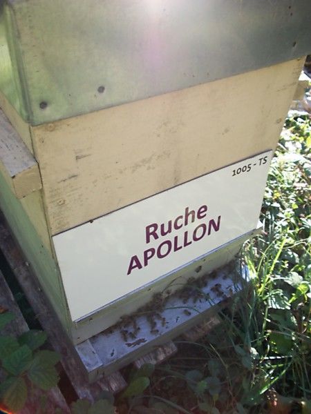 La ruche Apollon