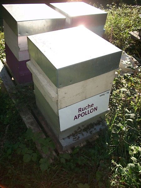 La ruche Apollon