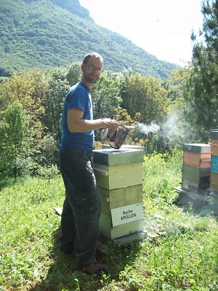 La ruche Apollon