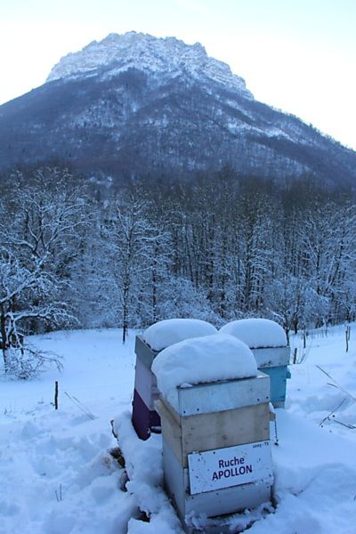 La ruche Apollon