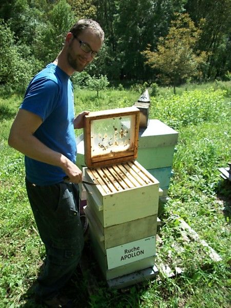 La ruche Apollon