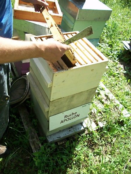 La ruche Apollon
