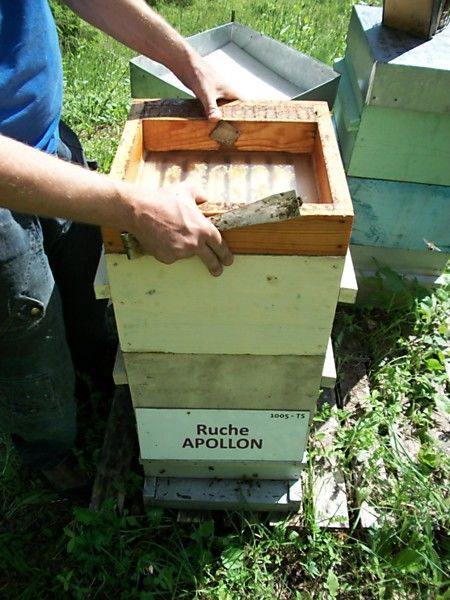 La ruche Apollon