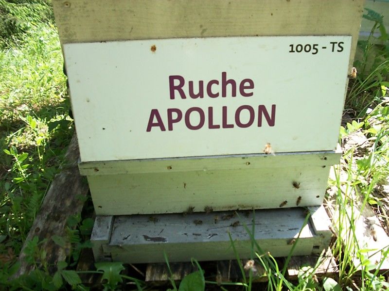 La ruche Apollon