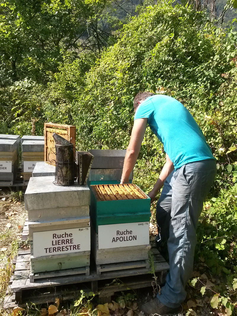 La ruche Apollon