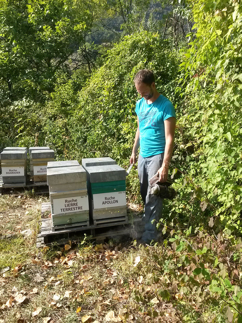 La ruche Apollon
