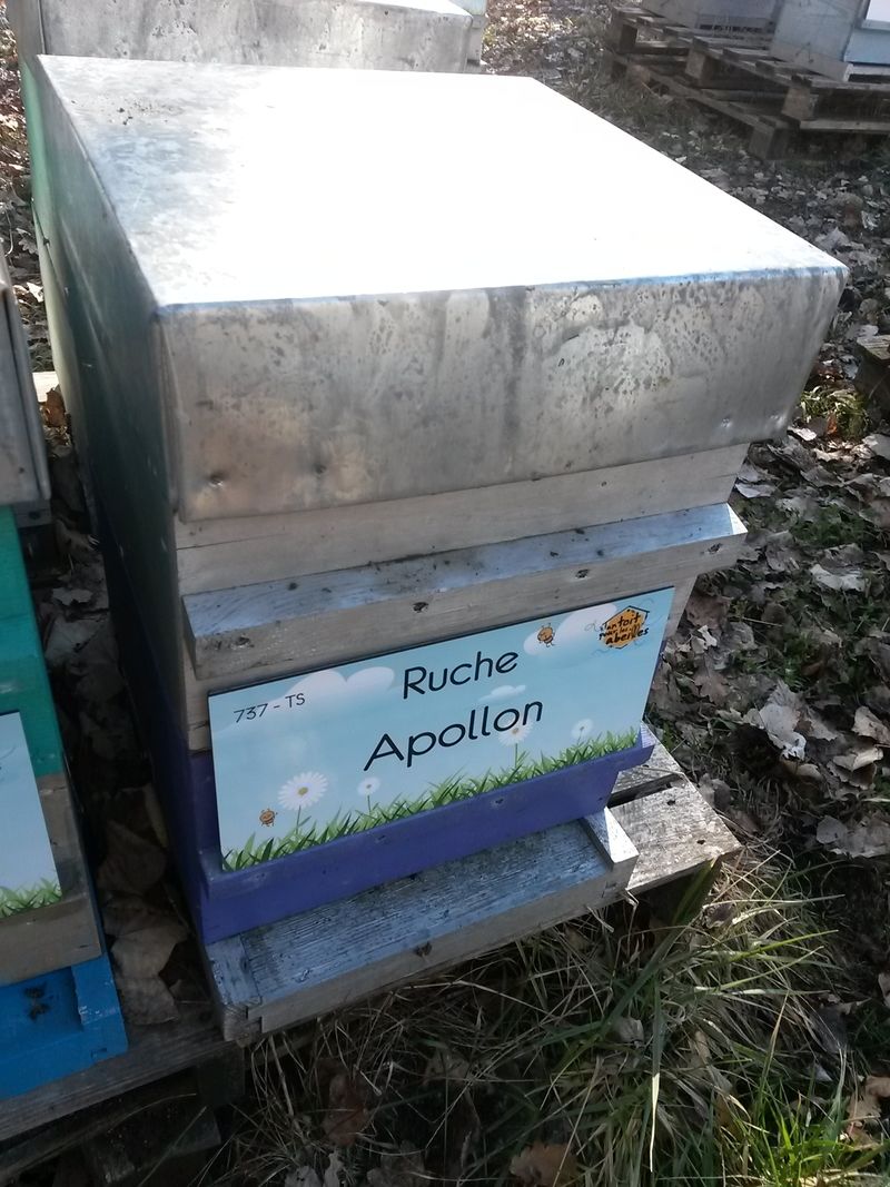 La ruche Apollon