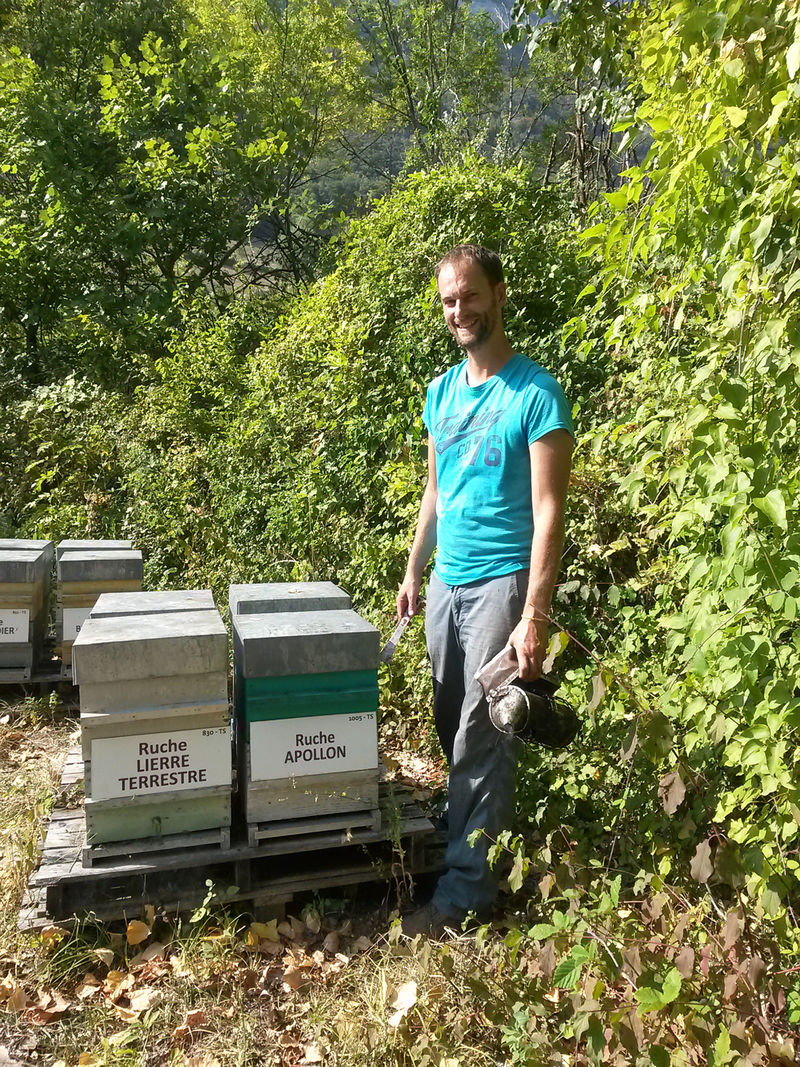 La ruche Apollon