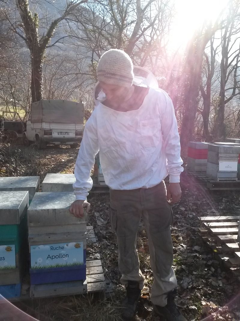La ruche Apollon