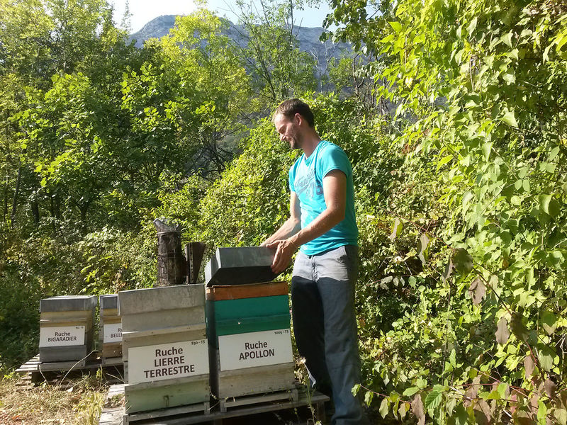 La ruche Apollon