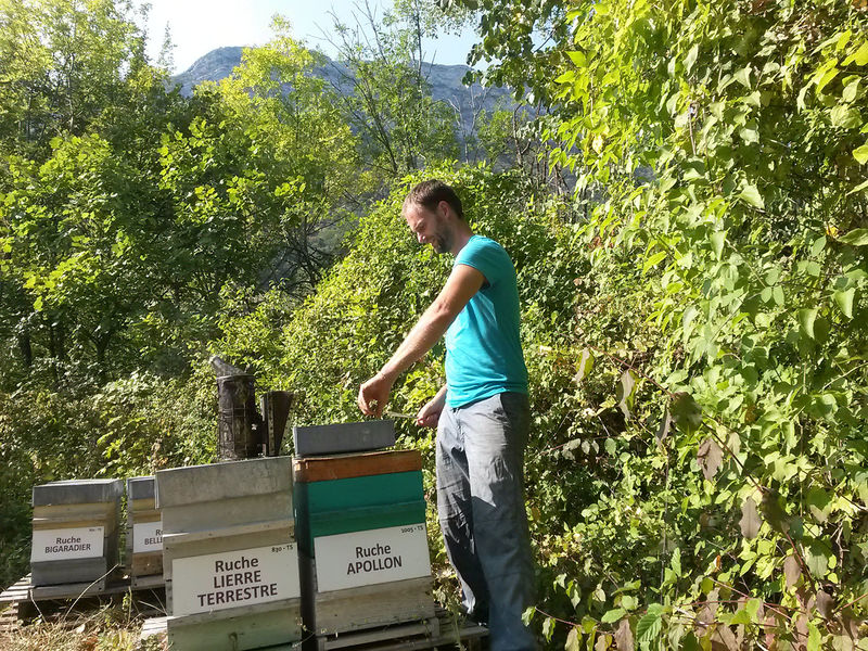La ruche Apollon