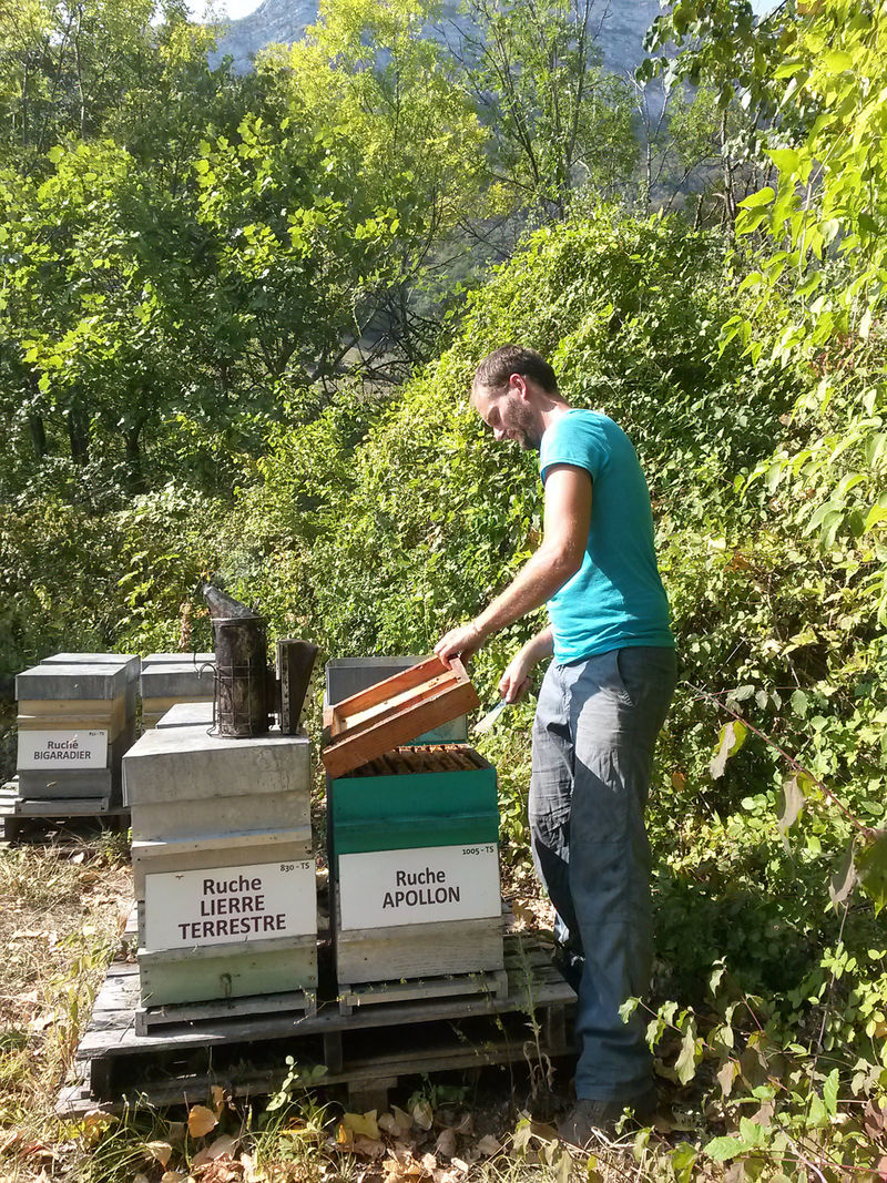 La ruche Apollon