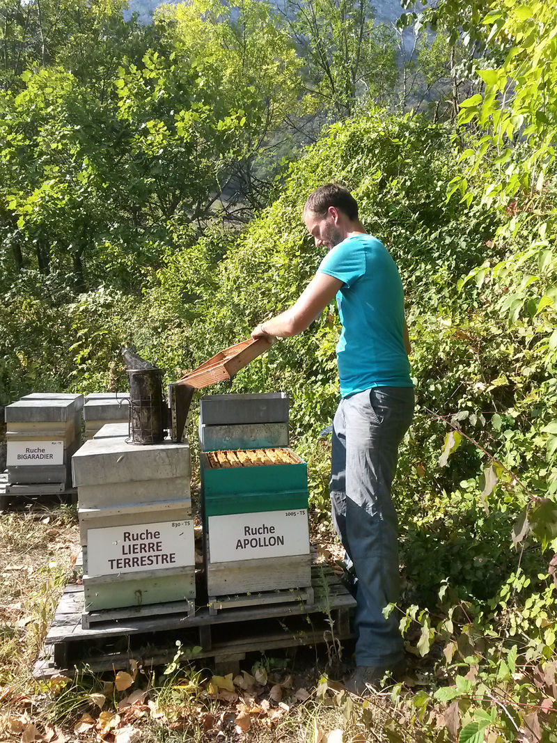 La ruche Apollon