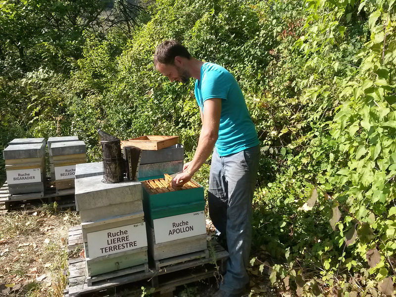 La ruche Apollon