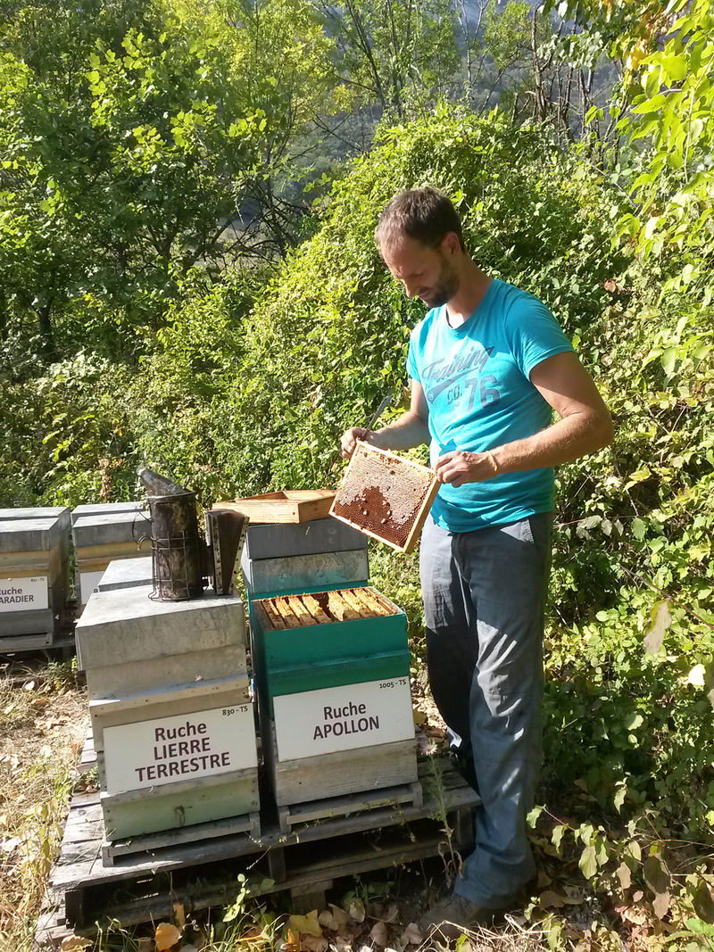 La ruche Apollon