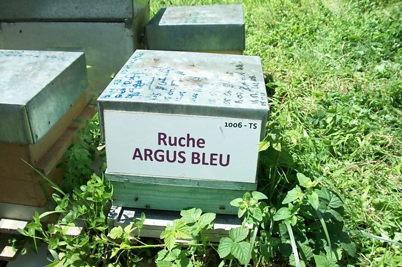 La ruche