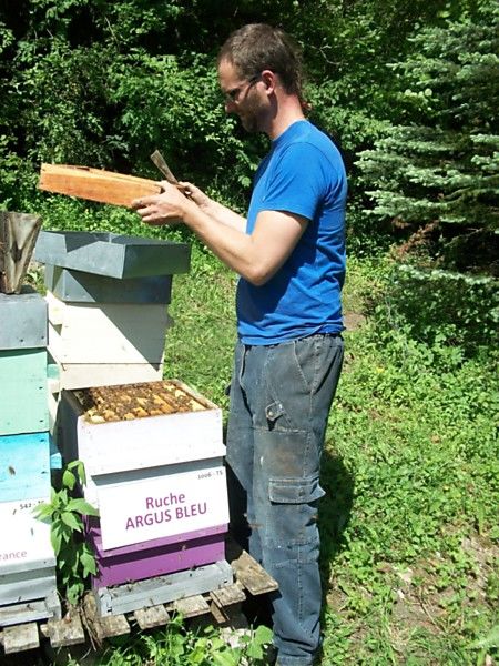 La ruche Argus bleu