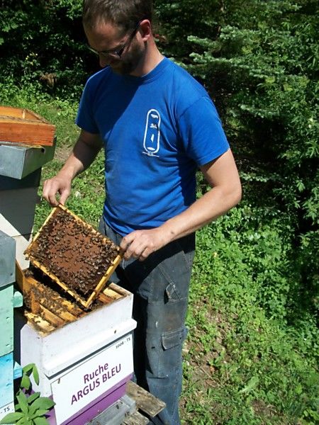 La ruche Argus bleu
