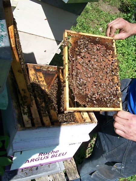 La ruche Argus bleu