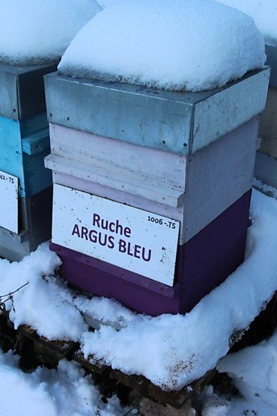 La ruche Argus bleu