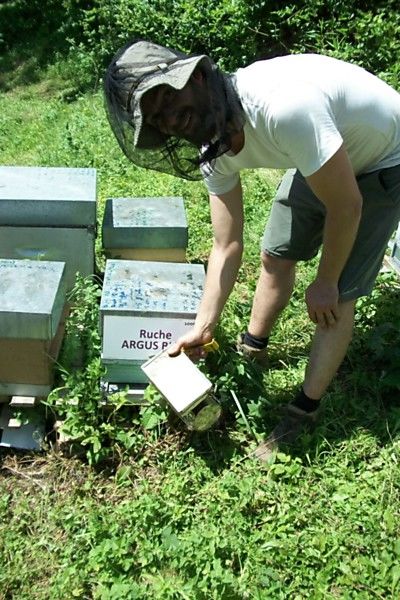 La ruche Argus bleu