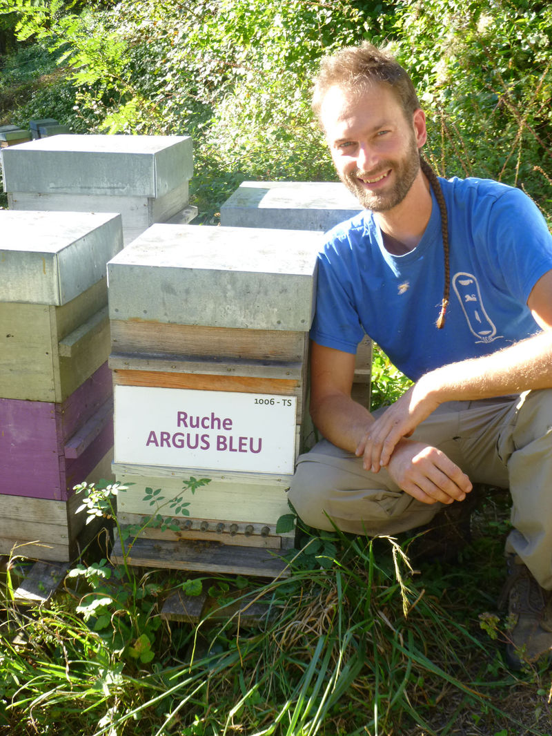 La ruche Argus bleu