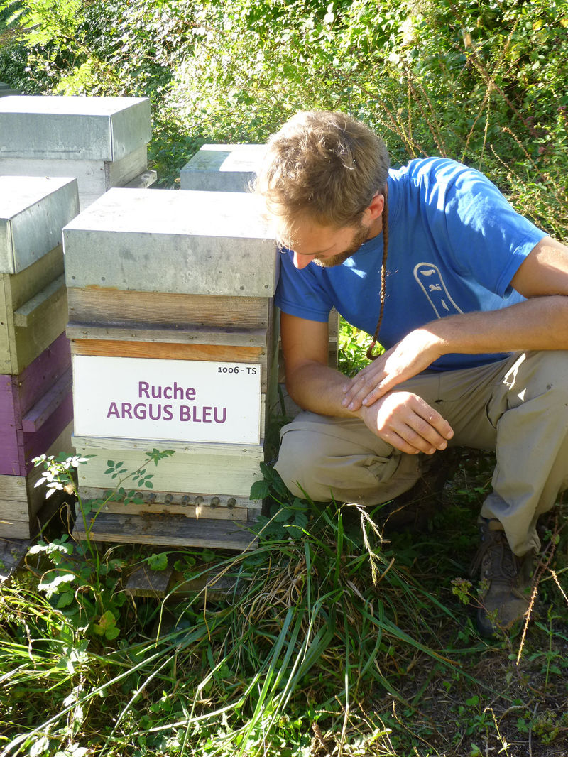 La ruche Argus bleu