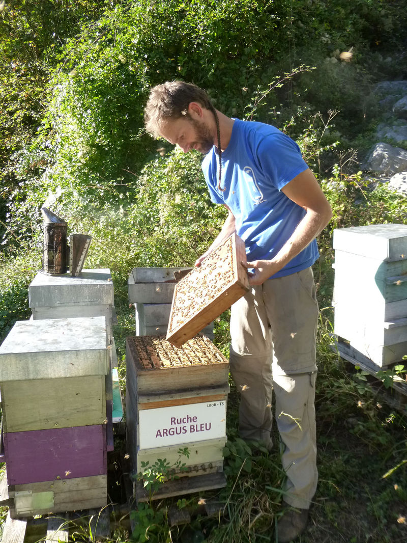 La ruche Argus bleu