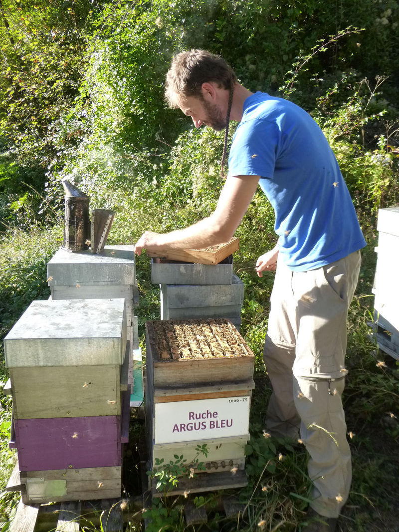 La ruche Argus bleu