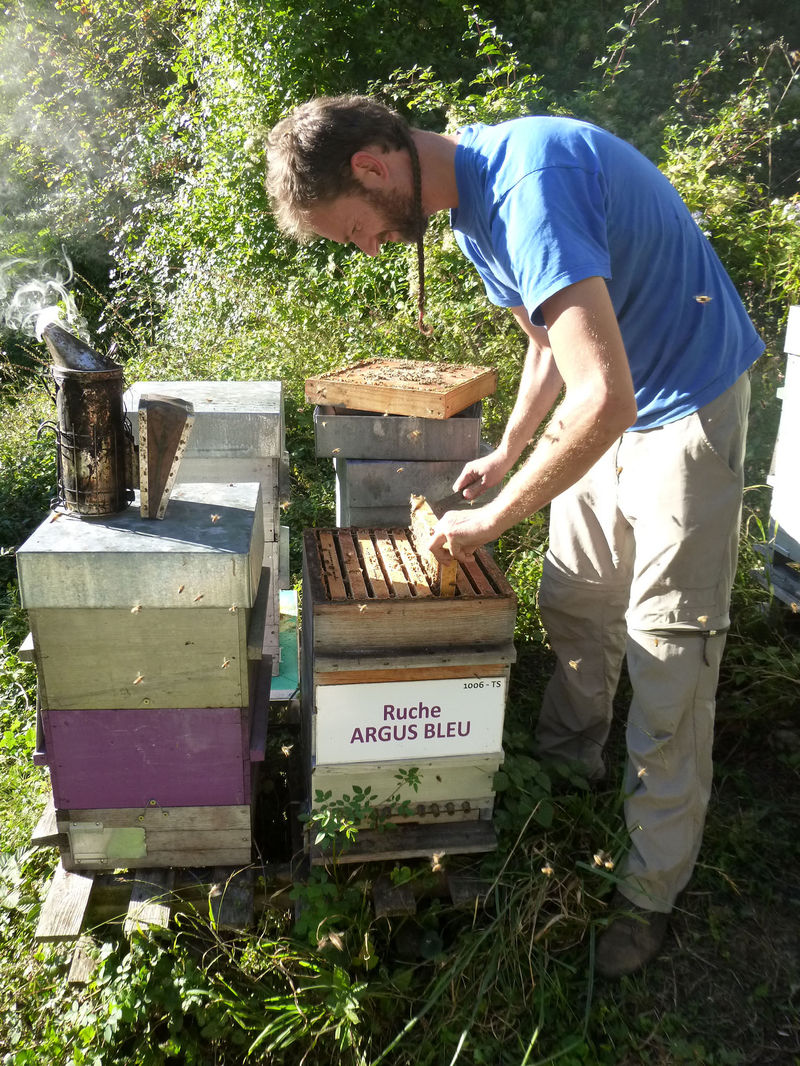 La ruche Argus bleu