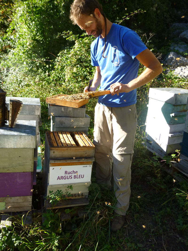 La ruche Argus bleu