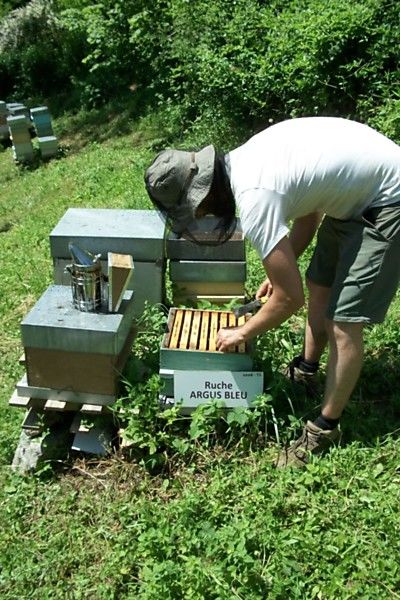 La ruche Argus bleu