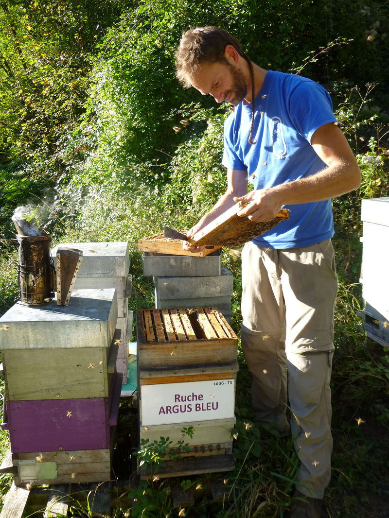 La ruche Argus bleu