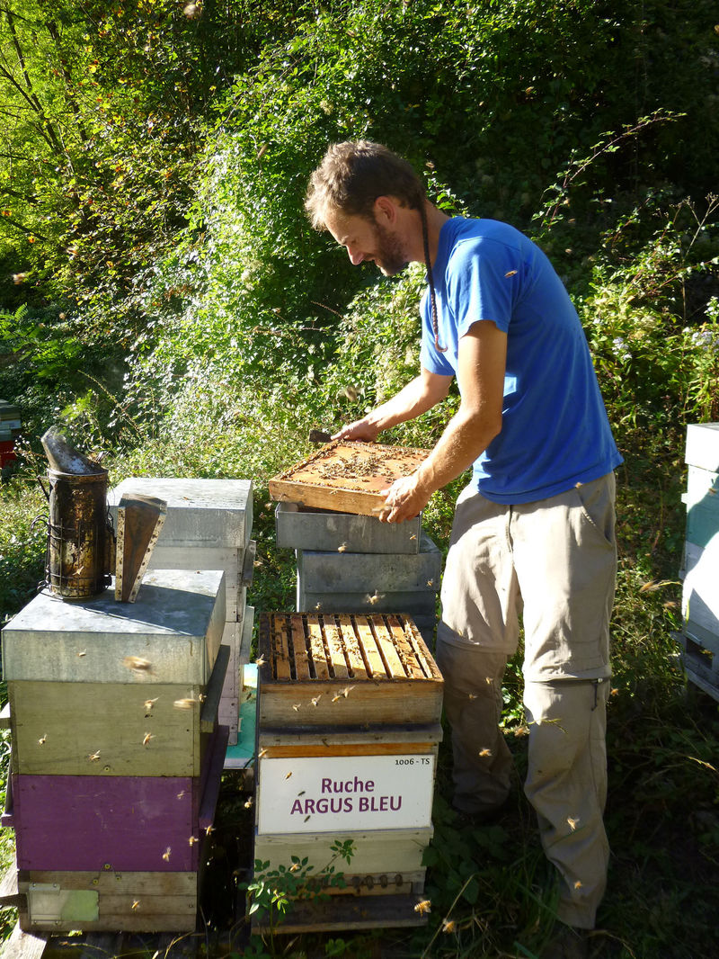 La ruche Argus bleu