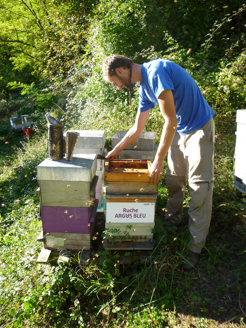 La ruche Argus bleu