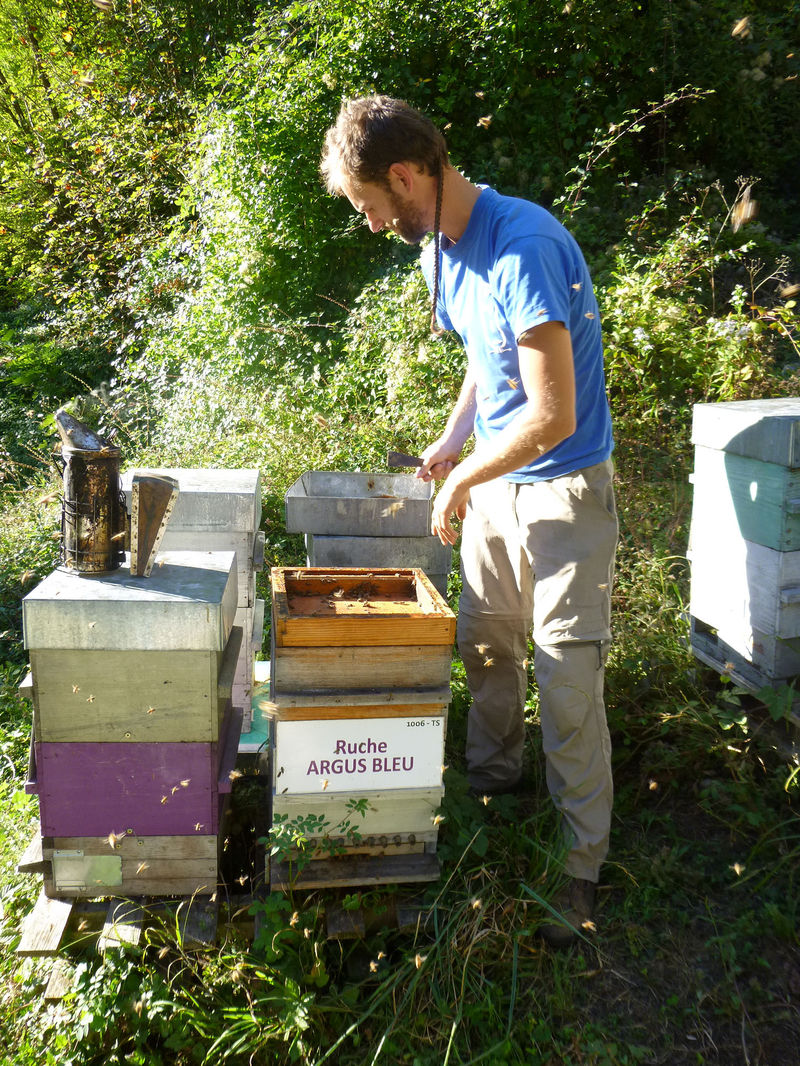 La ruche Argus bleu