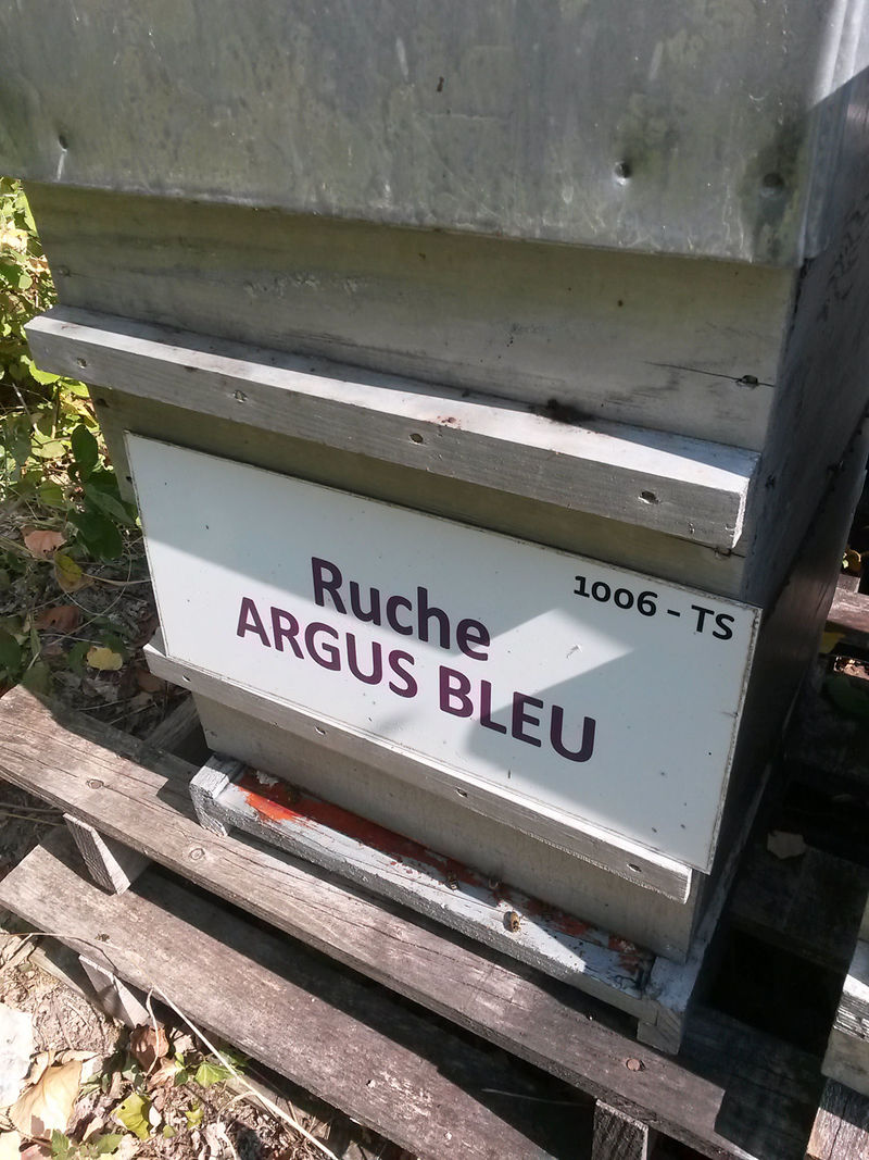 La ruche Argus bleu