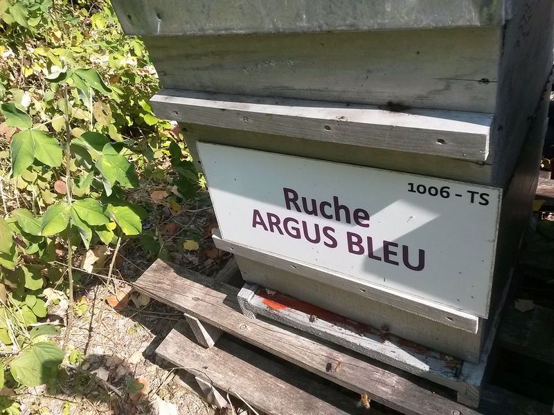 La ruche Argus bleu