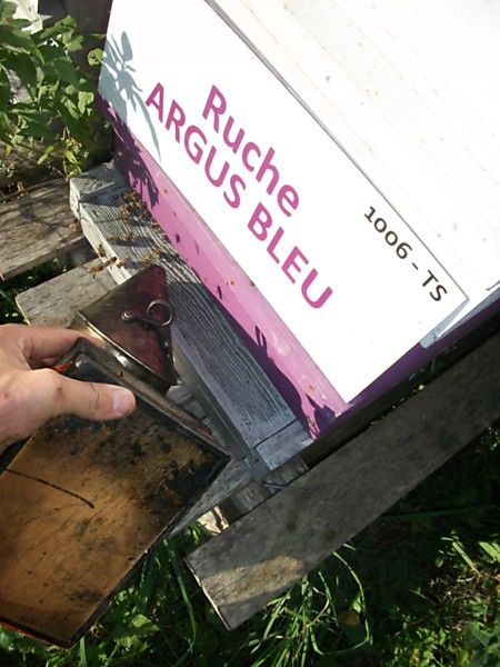 La ruche Argus bleu