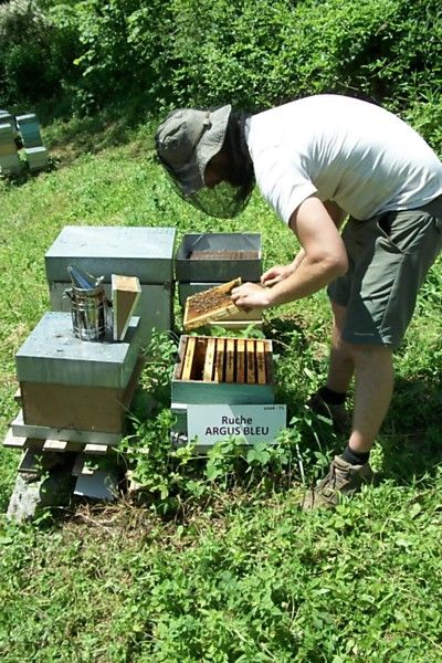 La ruche Argus bleu