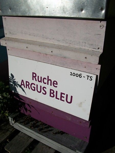 La ruche Argus bleu