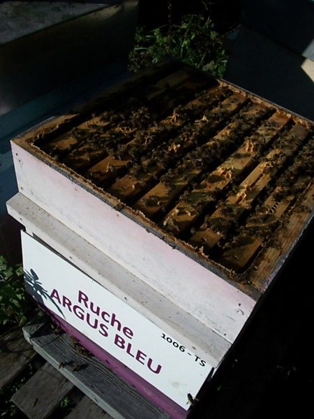 La ruche Argus bleu