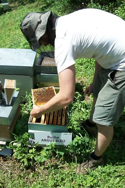 La ruche Argus bleu
