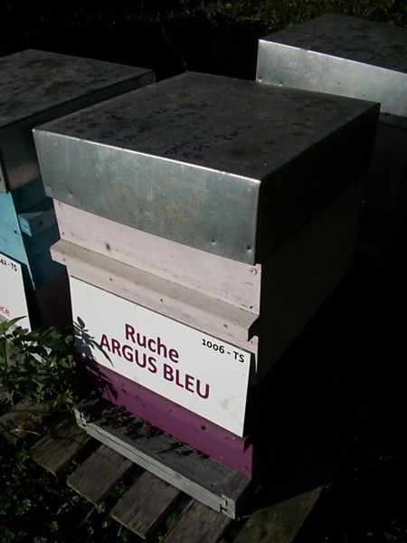La ruche Argus bleu
