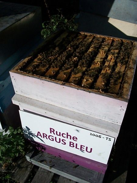 La ruche Argus bleu